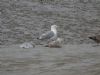 Caspian Gull at Hole Haven Creek (Steve Arlow) (69659 bytes)